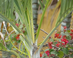 2015 USA Mittelmerkika Karibik &raquo; 2015 Kolumbien: Santa Fe de Antioquia