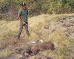 2000 Indonesien &raquo; Komodo