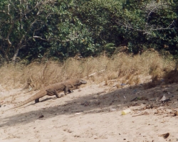 2000 Indonesien &raquo; Komodo
