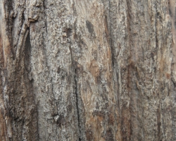 2012 Borneo - Brunei &raquo; Kota Kinabalu - Sepilok Sandakan