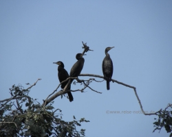 2014 Deutschland, Österreich, Italien, Slowenien, Kroatien, Serbien, Rumänien, Ungarn &raquo; Kroatien