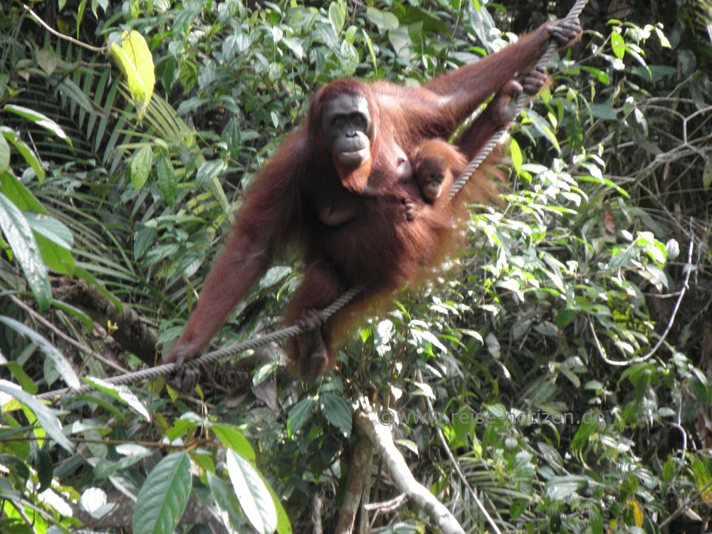 Fotos Semenggoh - Orang Utan Reserve