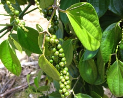 2012 Borneo - Brunei &raquo; Kuching_Batang_AI