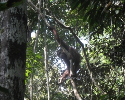 2012 Borneo - Brunei &raquo; Kuching_Batang_AI