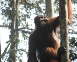 2012 Borneo - Brunei &raquo; Kuching_Batang_AI