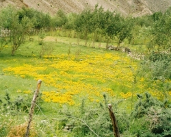  2003 Indien - Sri Lanka &raquo; Ladakh_Treck