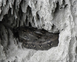 2013 Nicaragua - Honduras - Guatemala &raquo; 2013 Honduras: Lago Yojoa