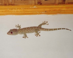 2000 Indonesien &raquo; Lombok