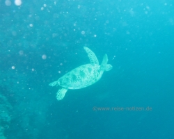 2012 Borneo - Brunei &raquo; Mabul - Sipadan Island
