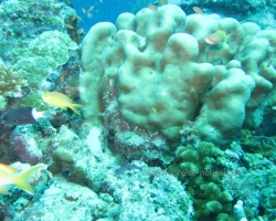 2012 Borneo - Brunei &raquo; Mabul - Sipadan Island