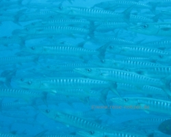 2012 Borneo - Brunei &raquo; Mabul - Sipadan Island