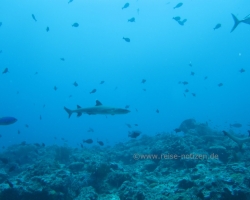 2012 Borneo - Brunei &raquo; Mabul - Sipadan Island