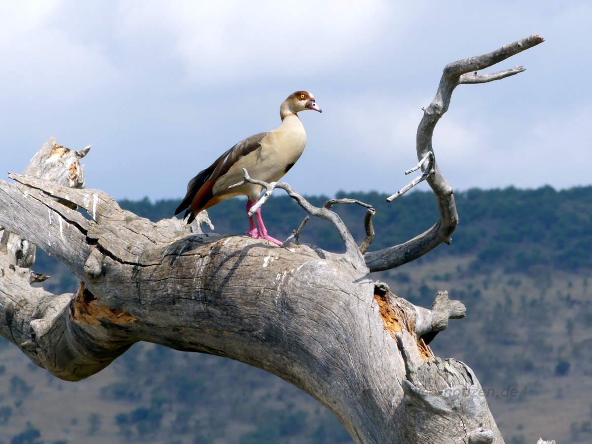 Nakuru NP