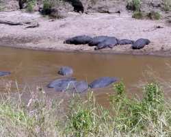 2016 - Kenia - Madagaskar &raquo; Masai Mara &raquo; Masai_Mara