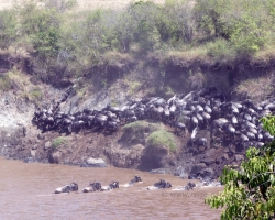 2016 - Kenia - Madagaskar &raquo; Masai Mara &raquo; Masai_Mara