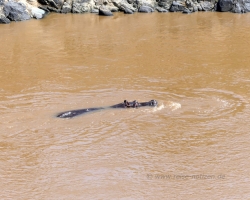 2016 - Kenia - Madagaskar &raquo; Masai Mara &raquo; Masai_Mara