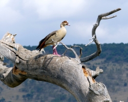 2016 - Kenia - Madagaskar &raquo; Masai Mara &raquo; Masai_Mara