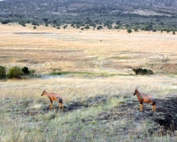 2016 - Kenia - Madagaskar &raquo; Masai Mara &raquo; Masai_Mara