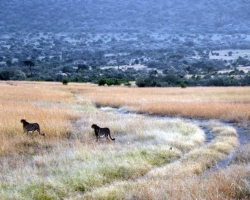 2016 - Kenia - Madagaskar &raquo; Masai Mara &raquo; Masai_Mara