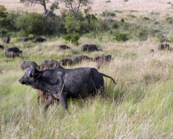 2016 - Kenia - Madagaskar &raquo; Masai Mara &raquo; Masai_Mara