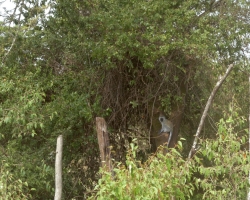 2016 - Kenia - Madagaskar &raquo; Masai Mara &raquo; Masai_Mara