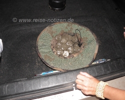 2009 Costa Rica - Nicaragua &raquo; Meeresschildkroeten