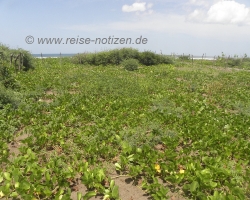 2009 Costa Rica - Nicaragua &raquo; Meeresschildkroeten