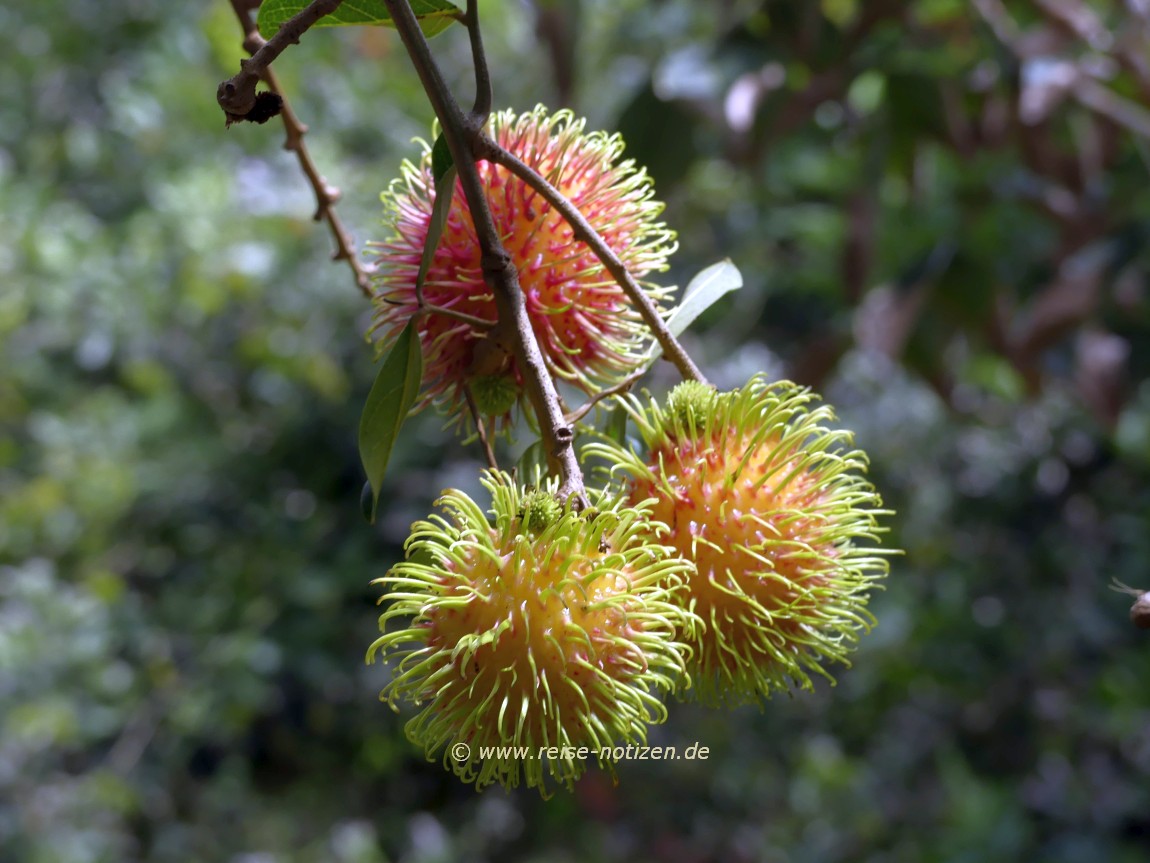 Im  Rambutan-Obstgarten