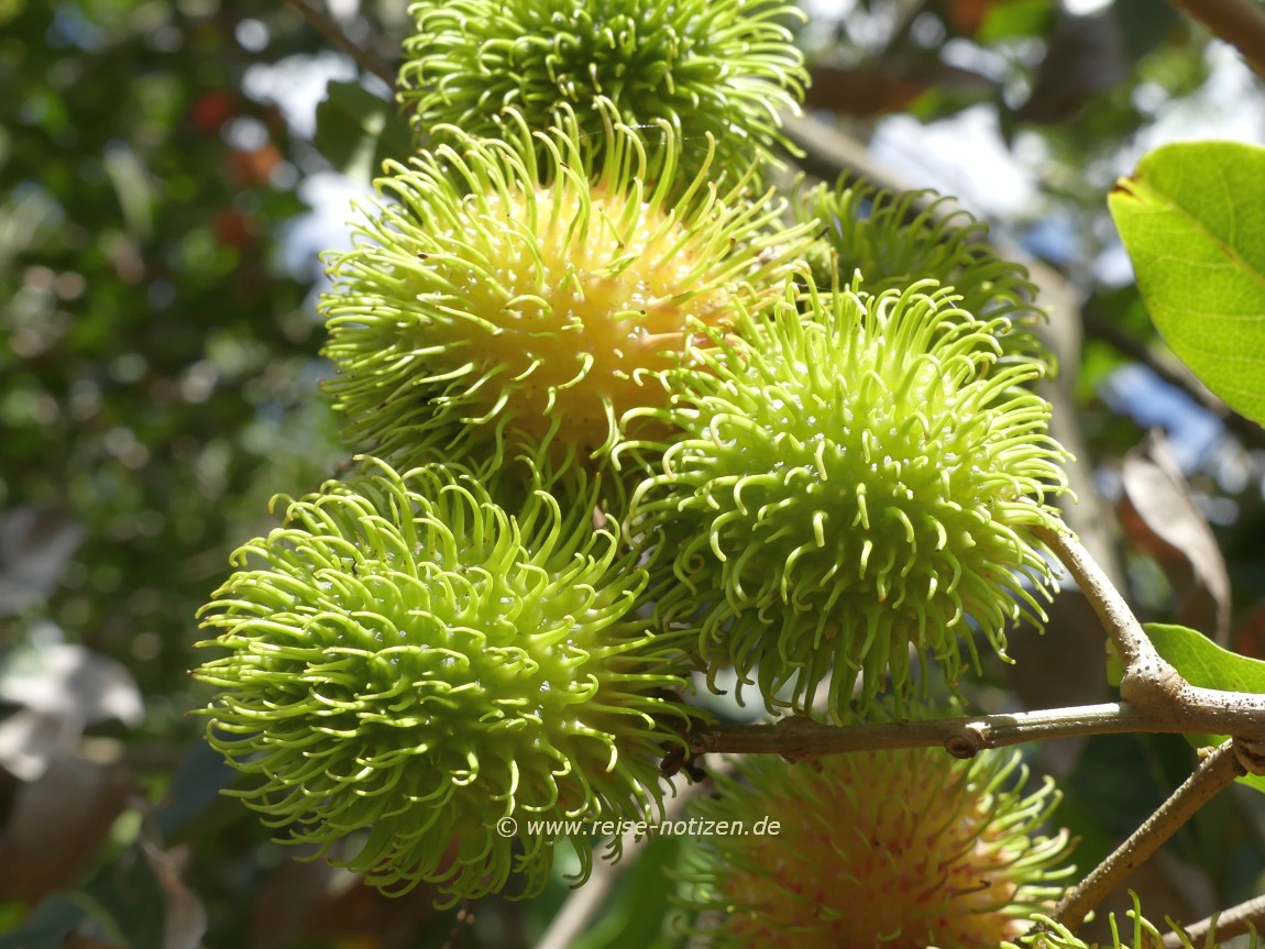 Fruchtbares Mekonggebiet