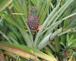 2004 Thailand &raquo; Mekong_Phimai_PKW