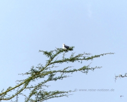 2016 - Kenia - Madagaskar &raquo; Nakuru