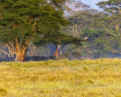 2016 - Kenia - Madagaskar &raquo; Nakuru
