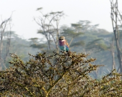 2016 - Kenia - Madagaskar &raquo; Nakuru