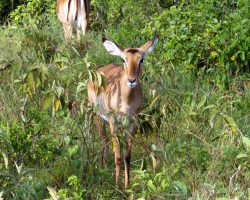 2016 - Kenia - Madagaskar &raquo; Nakuru