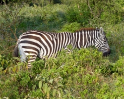 2016 - Kenia - Madagaskar &raquo; Nakuru