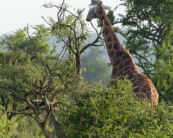 2016 - Kenia - Madagaskar &raquo; Nakuru