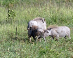 2016 - Kenia - Madagaskar &raquo; Nakuru