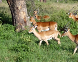 2016 - Kenia - Madagaskar &raquo; Nakuru
