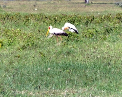 2016 - Kenia - Madagaskar &raquo; Nakuru