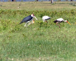 2016 - Kenia - Madagaskar &raquo; Nakuru
