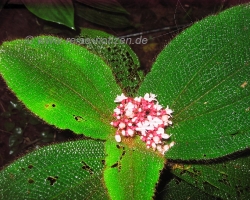 2009 Costa Rica - Nicaragua &raquo; Ometepe
