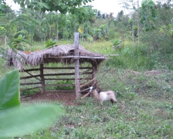2011 Philippinen - Peking &raquo; Orlango Island - Cebu City