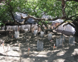 2010 New York - Panama - Costa Rica - Nicaragua &raquo; Padre_Ramos-Sea_Turtles