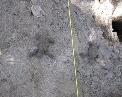 2010 New York - Panama - Costa Rica - Nicaragua &raquo; Padre_Ramos-Sea_Turtles