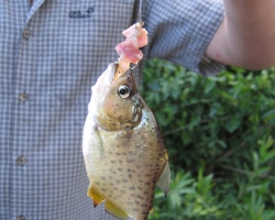 2008 Brasilien &raquo; Pantanal