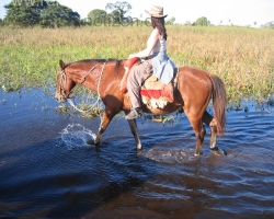 2008 Brasilien &raquo; Pantanal