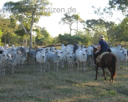2008 Brasilien &raquo; Pantanal