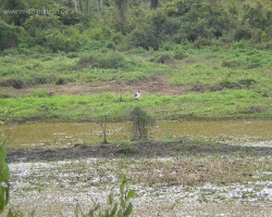 2008 Brasilien &raquo; Pantanal