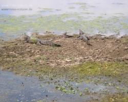 2008 Brasilien &raquo; Pantanal