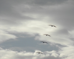 2009 Costa Rica - Nicaragua &raquo; Redwood_Beach_Resort